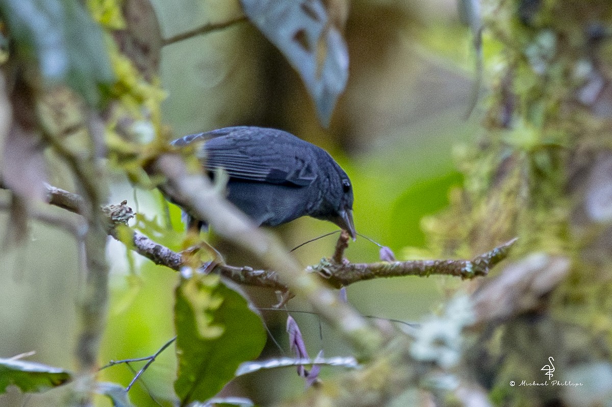 Slaty Finch - ML646981486