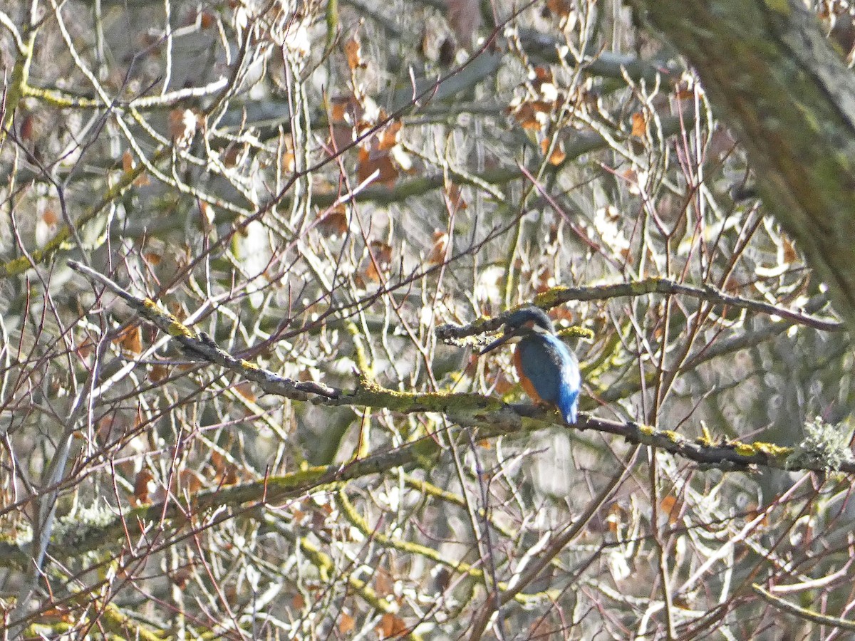 Common Kingfisher - ML646981487