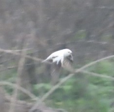 ミドリツバメ - ML646981488