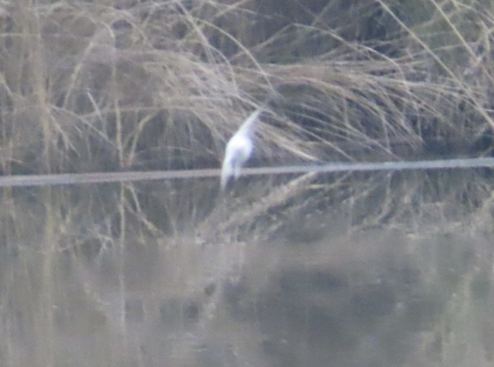 ミドリツバメ - ML646981489