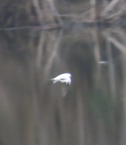 ミドリツバメ - ML646981490