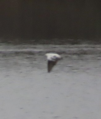 ミドリツバメ - ML646981491