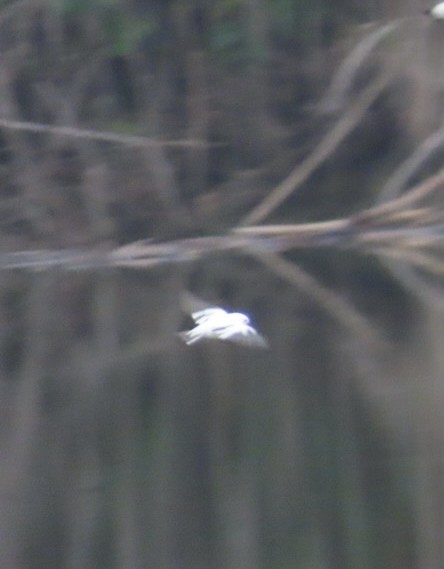 ミドリツバメ - ML646981492