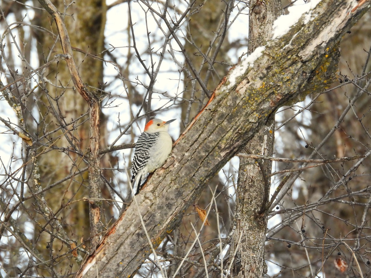 Red-bellied Woodpecker - ML646981493