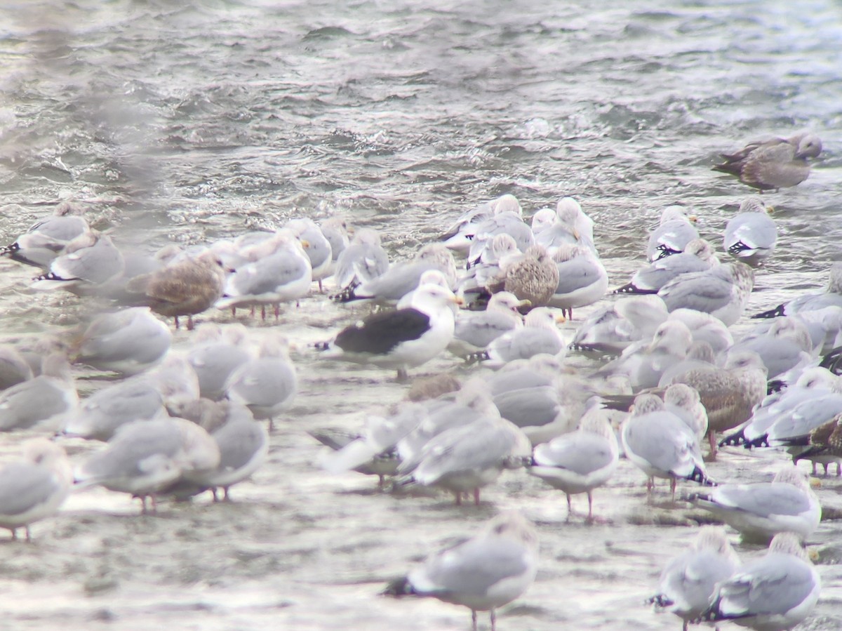 Great Black-backed Gull - ML646981496
