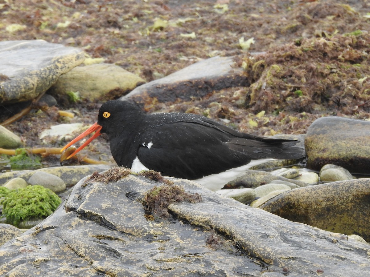 Magellanic Oystercatcher - ML646981497