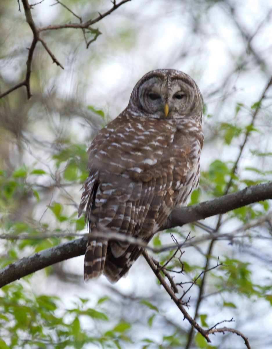 Barred Owl - ML646981500