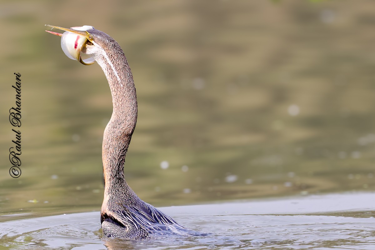 Orient-Schlangenhalsvogel - ML646981501