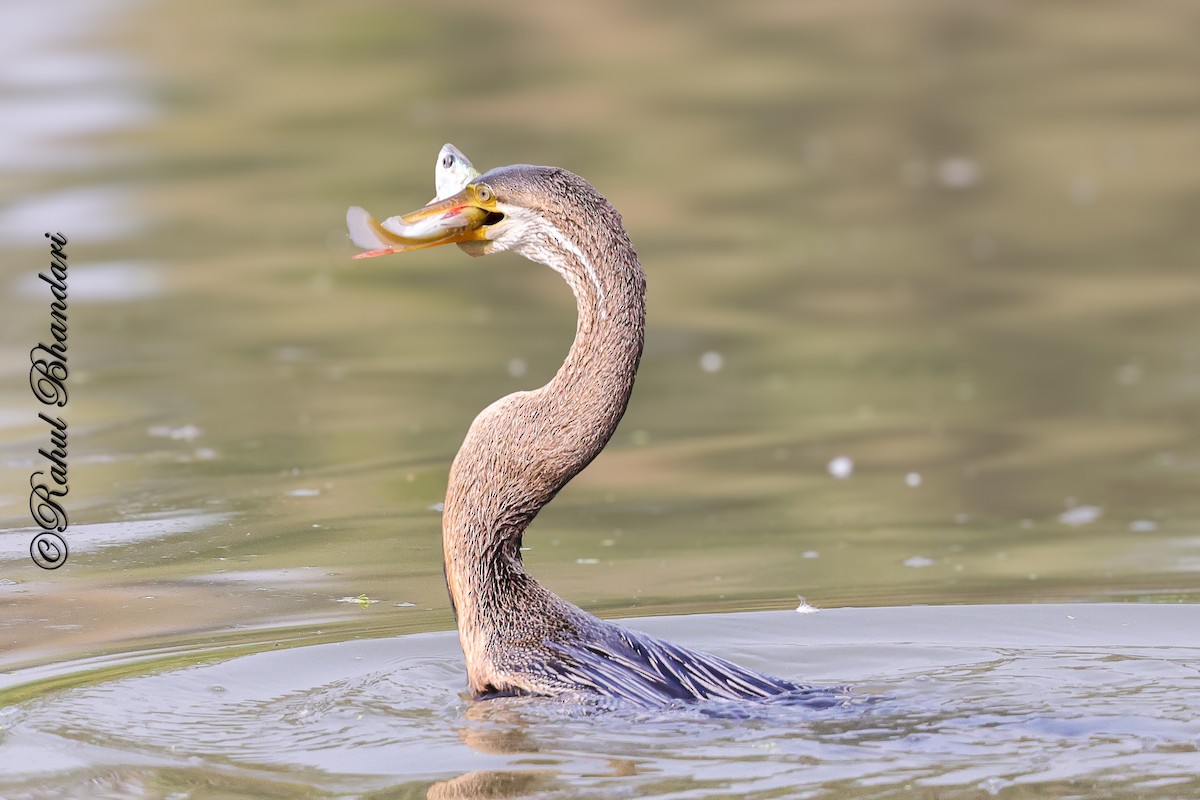 Orient-Schlangenhalsvogel - ML646981502