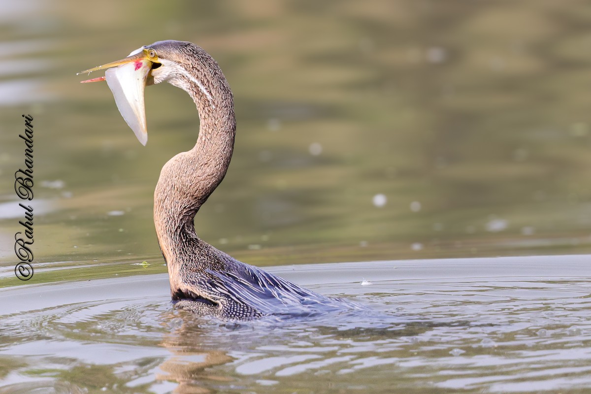 Orient-Schlangenhalsvogel - ML646981503