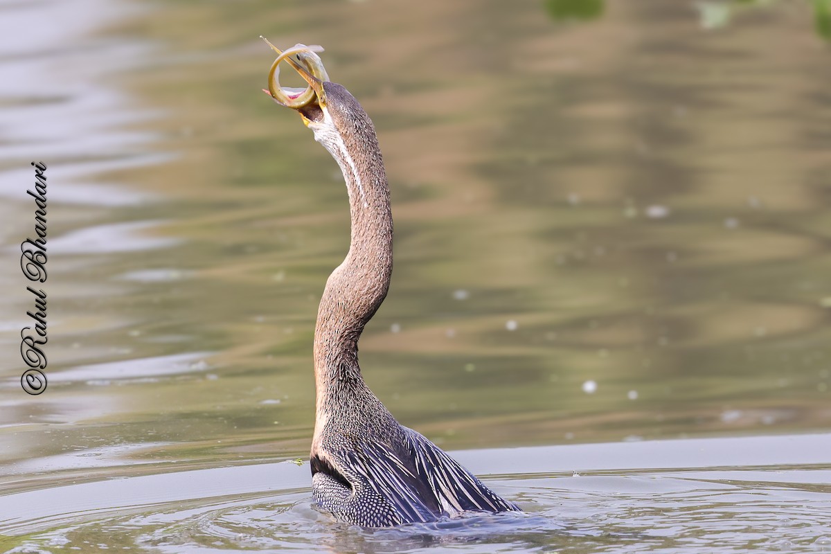 Orient-Schlangenhalsvogel - ML646981504