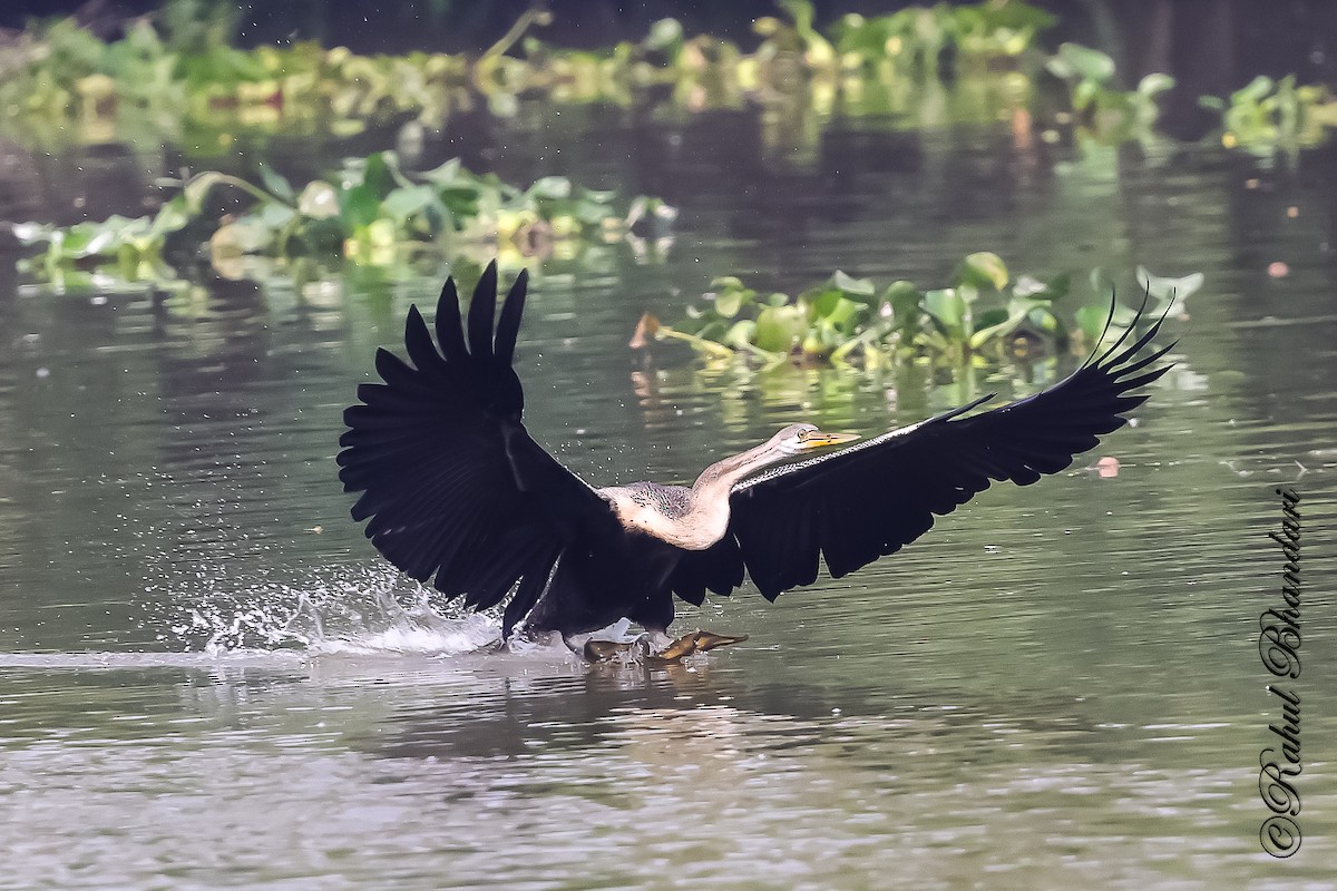 Orient-Schlangenhalsvogel - ML646981505