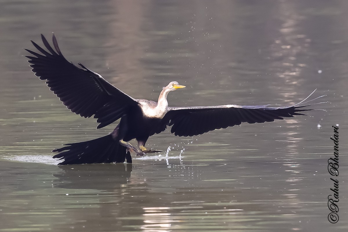 Orient-Schlangenhalsvogel - ML646981506