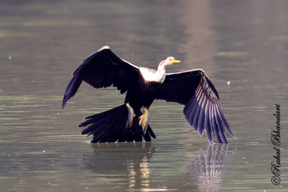 Orient-Schlangenhalsvogel - ML646981507