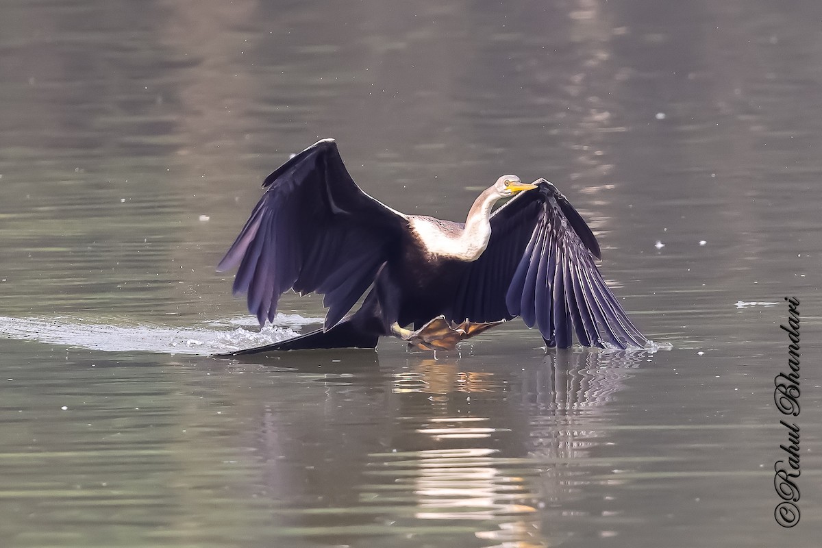 Orient-Schlangenhalsvogel - ML646981508