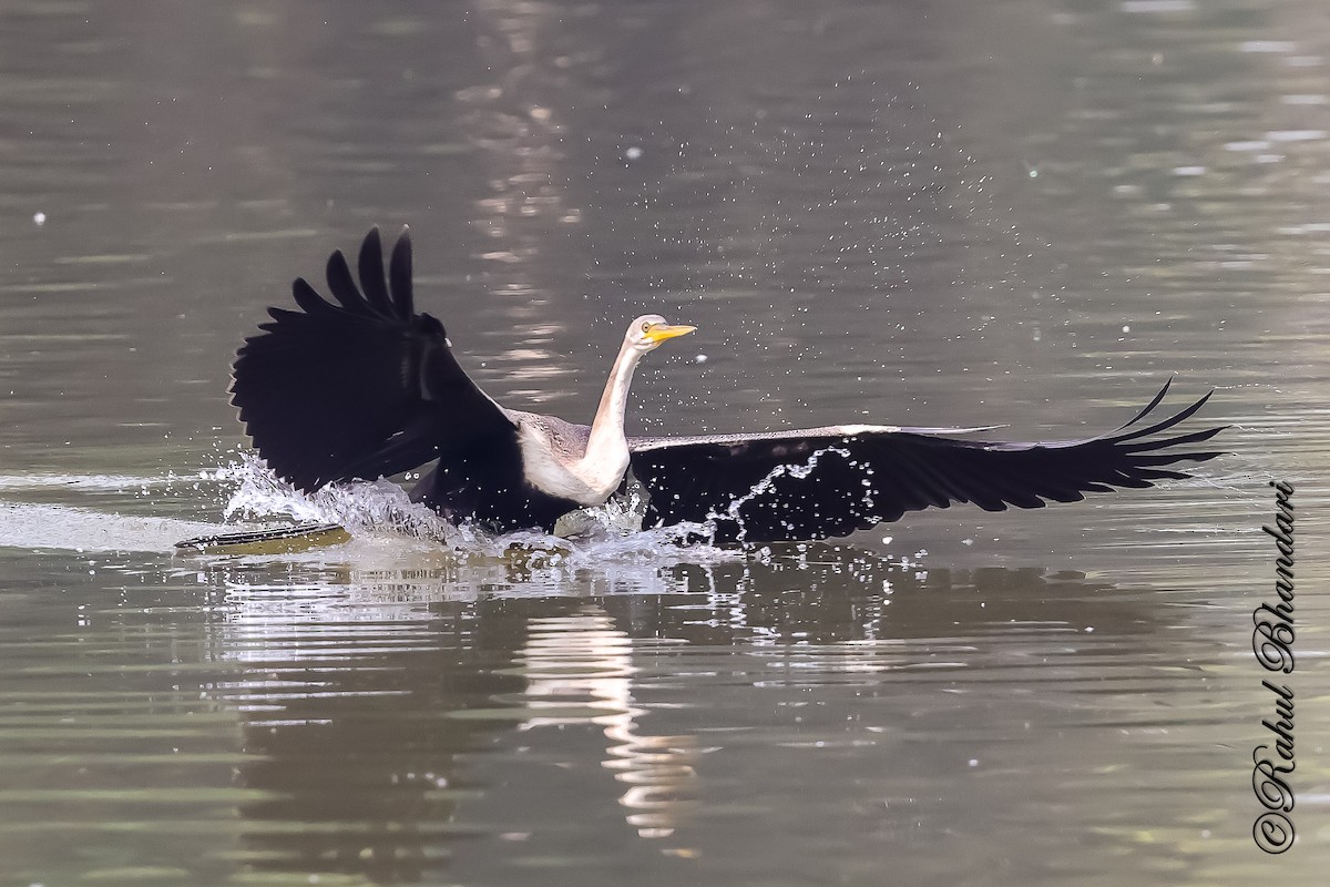 Orient-Schlangenhalsvogel - ML646981509