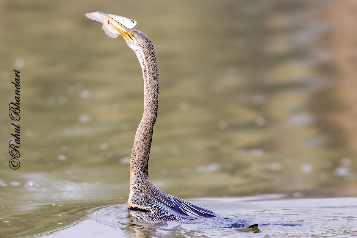 Orient-Schlangenhalsvogel - ML646981510