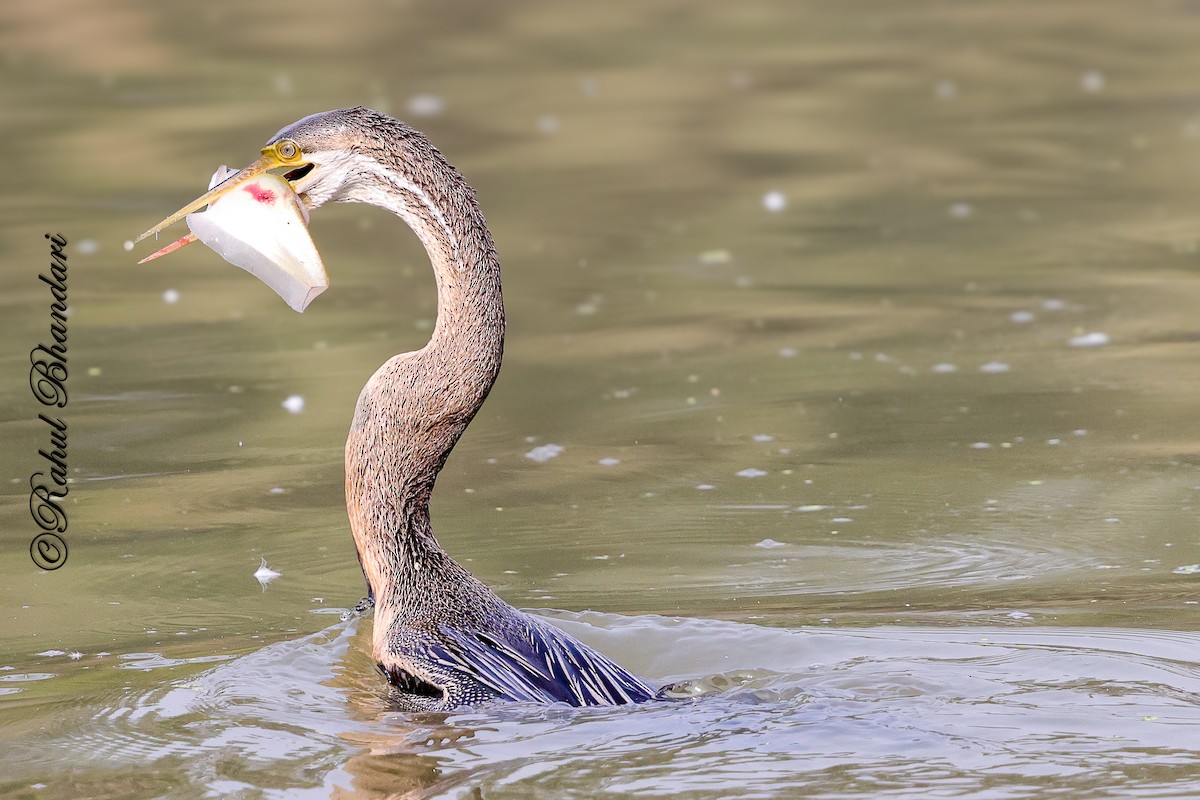 Orient-Schlangenhalsvogel - ML646981511