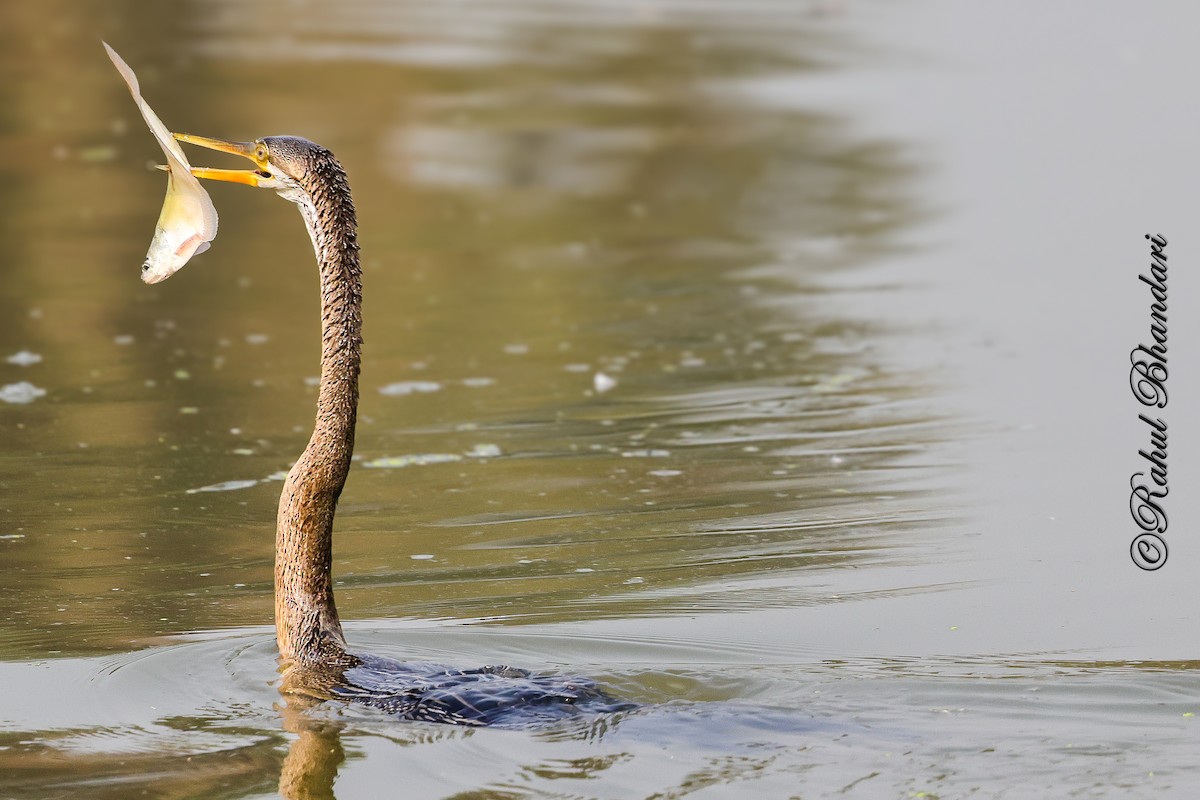 Orient-Schlangenhalsvogel - ML646981513