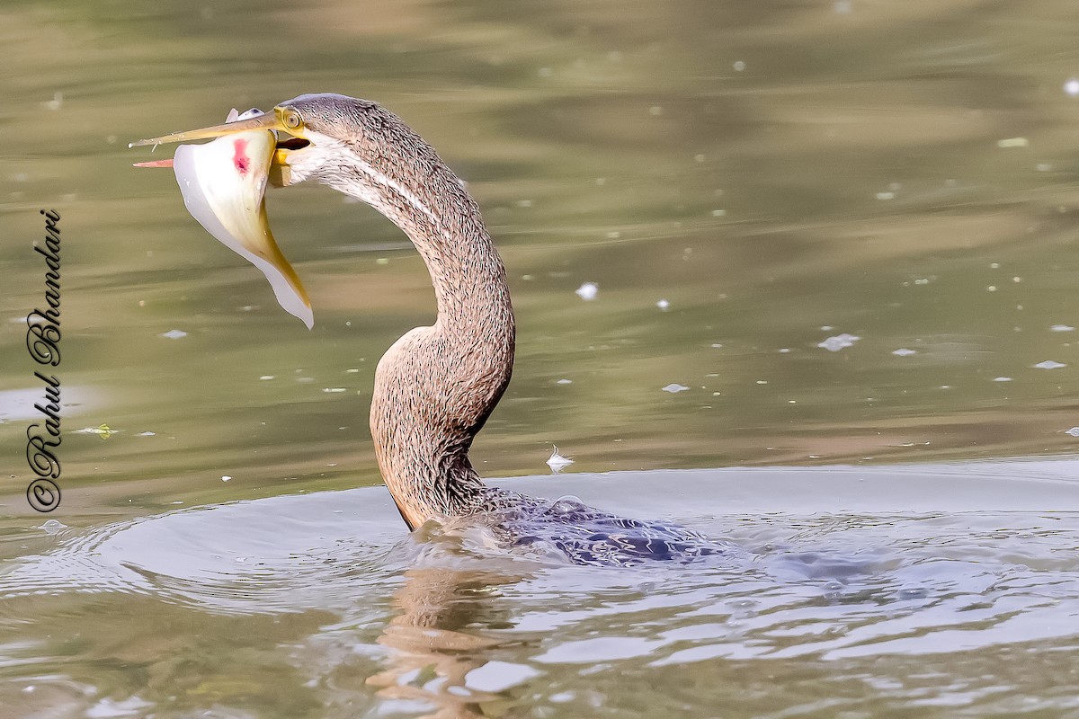 Orient-Schlangenhalsvogel - ML646981514