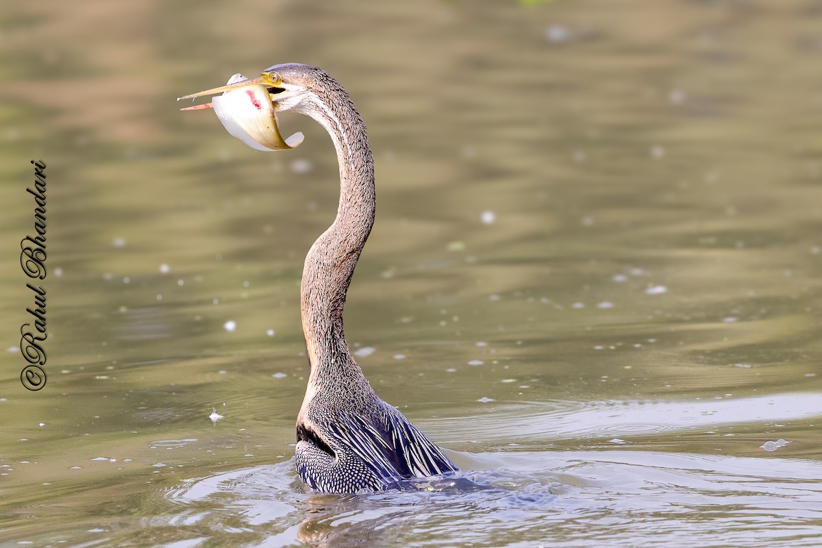 Orient-Schlangenhalsvogel - ML646981515
