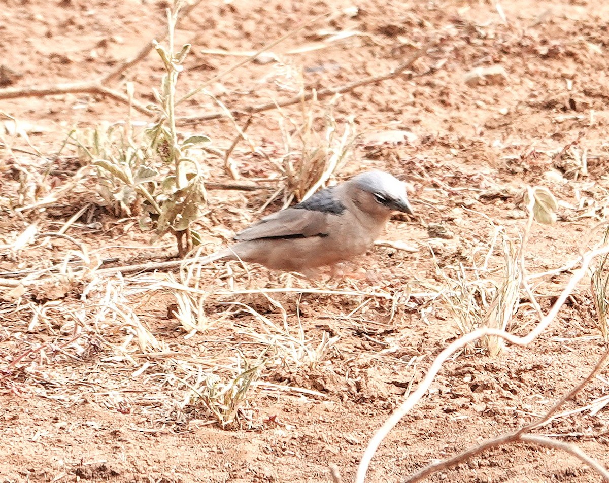 Gray-capped Social-Weaver - ML646981517