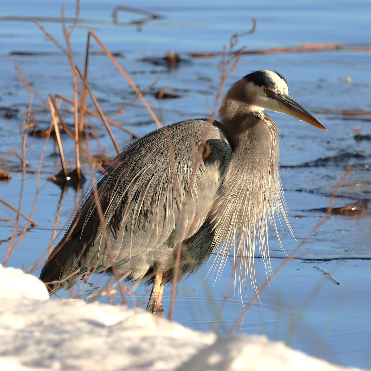 Grand Héron - ML646981518