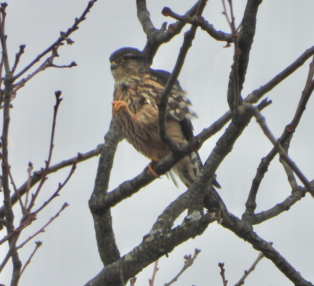 dřemlík tundrový - ML646981520