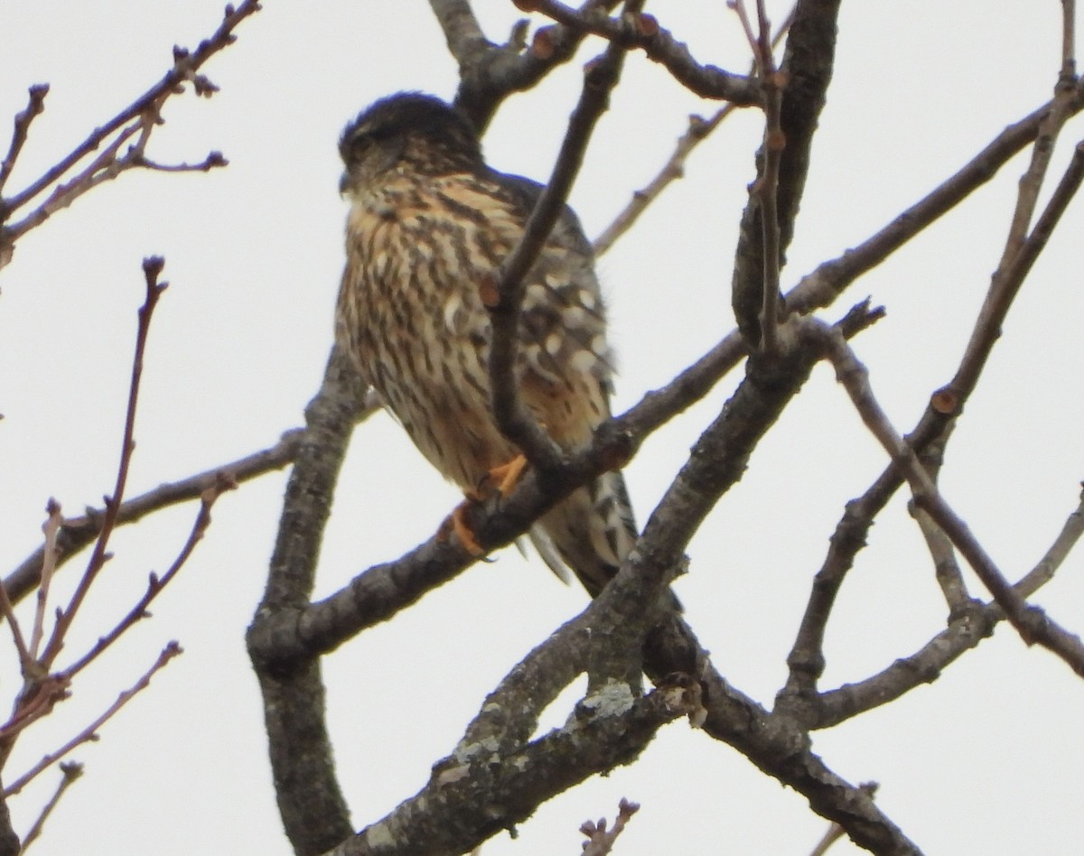 dřemlík tundrový - ML646981525