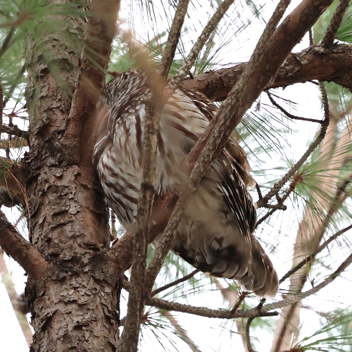 Chouette rayée - ML646981527