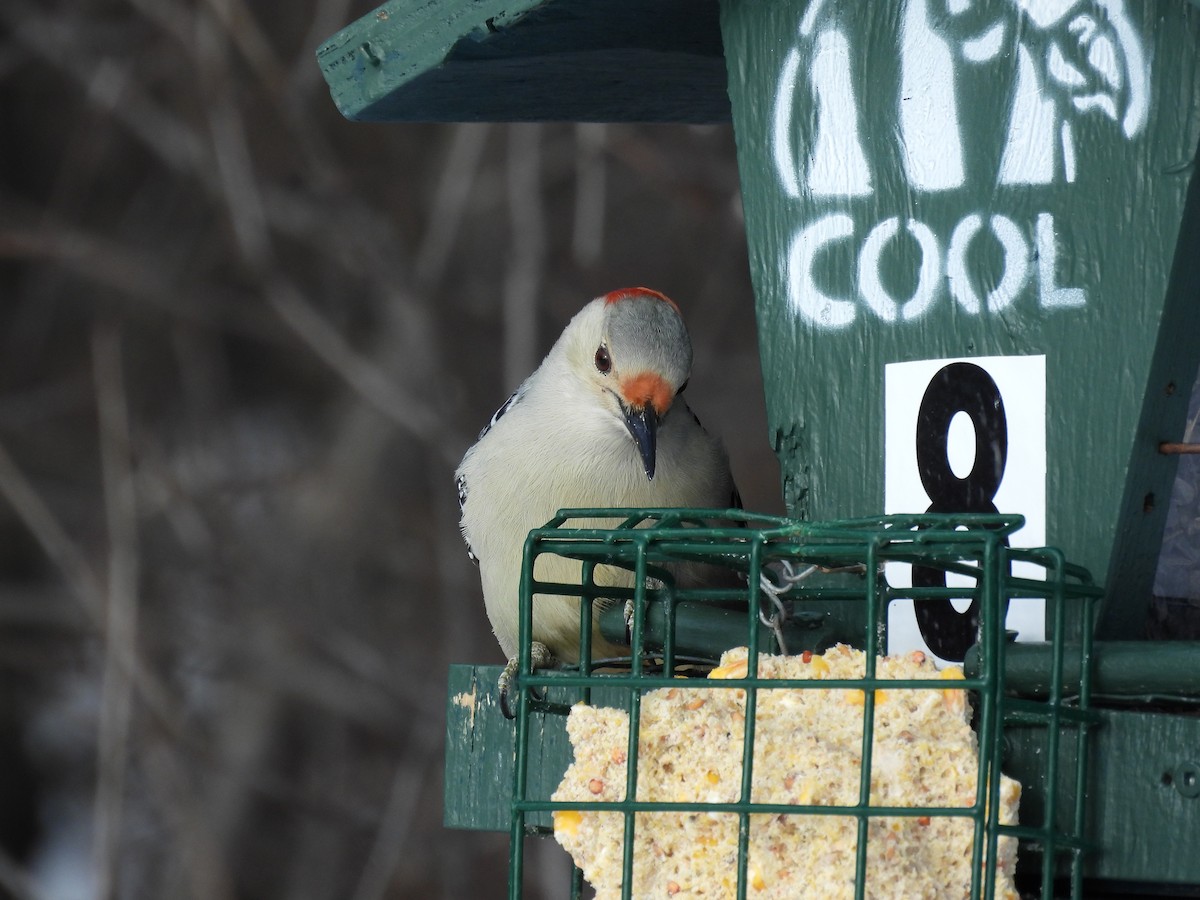 Red-bellied Woodpecker - ML646981528