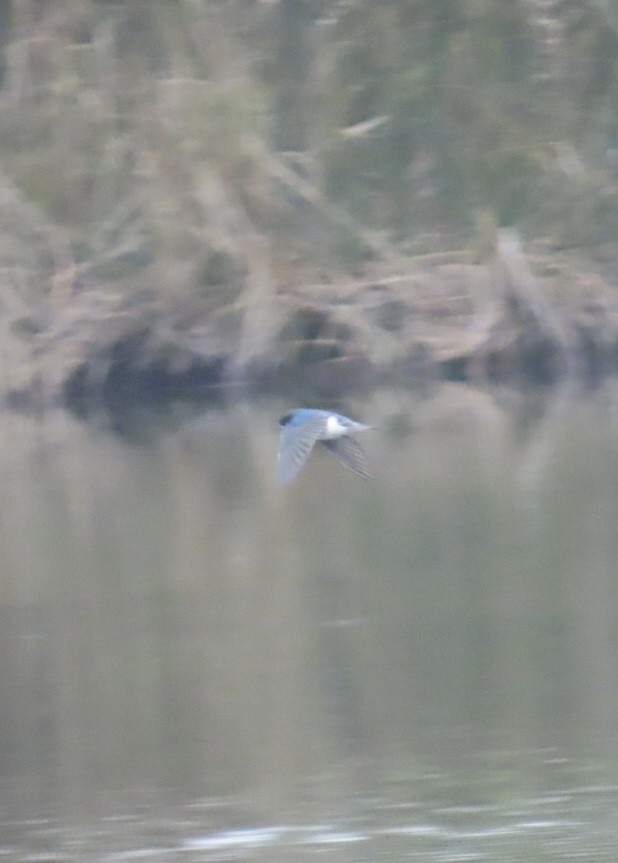 ミドリツバメ - ML646981530