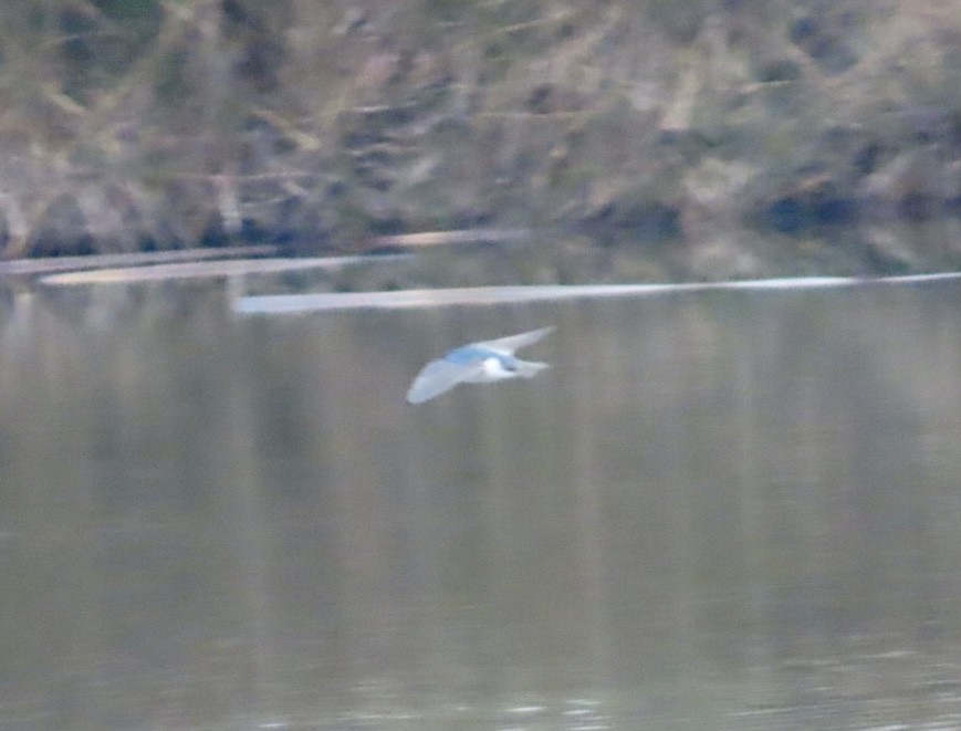 ミドリツバメ - ML646981531