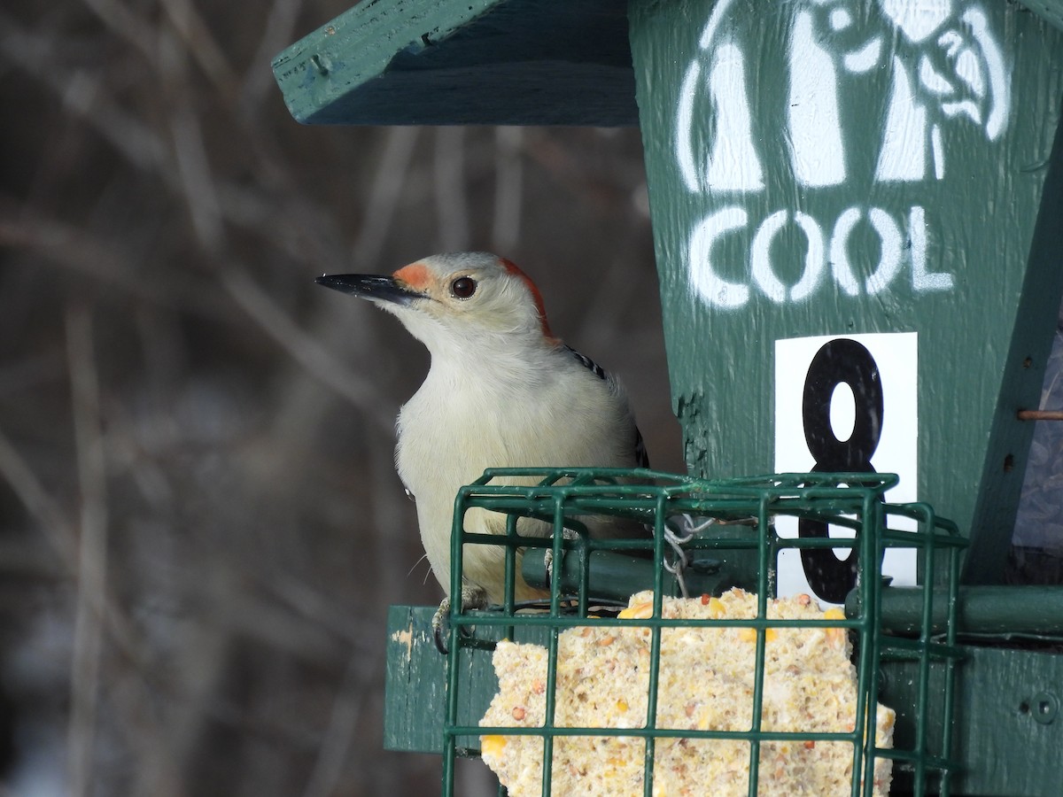 Red-bellied Woodpecker - ML646981534
