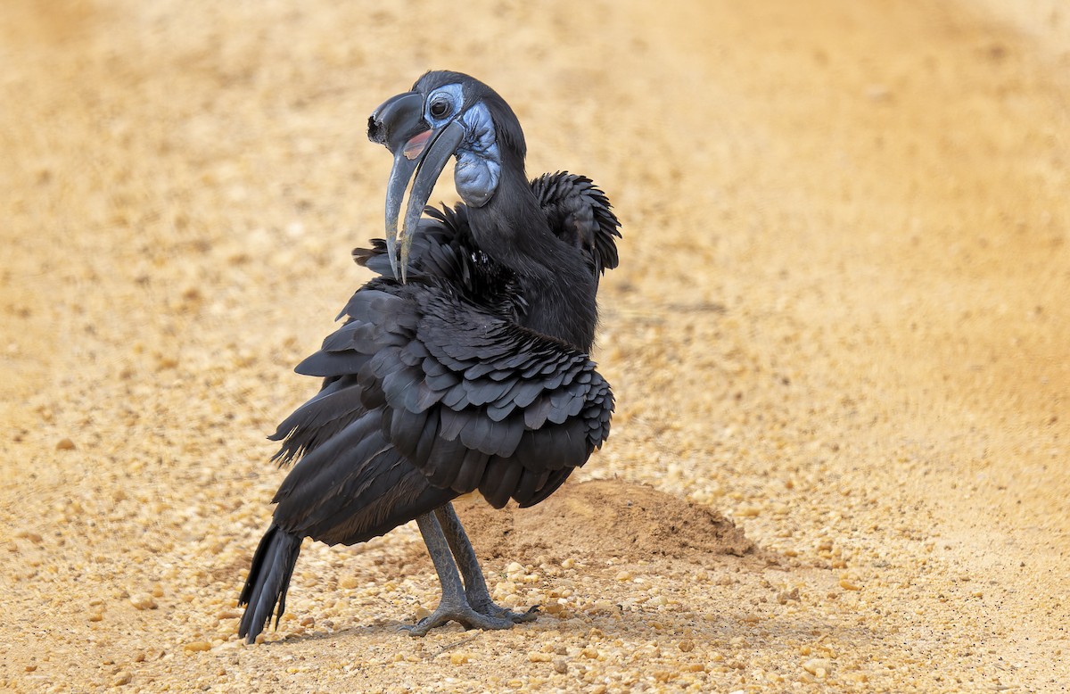 Abyssinian Ground-Hornbill - ML646981535