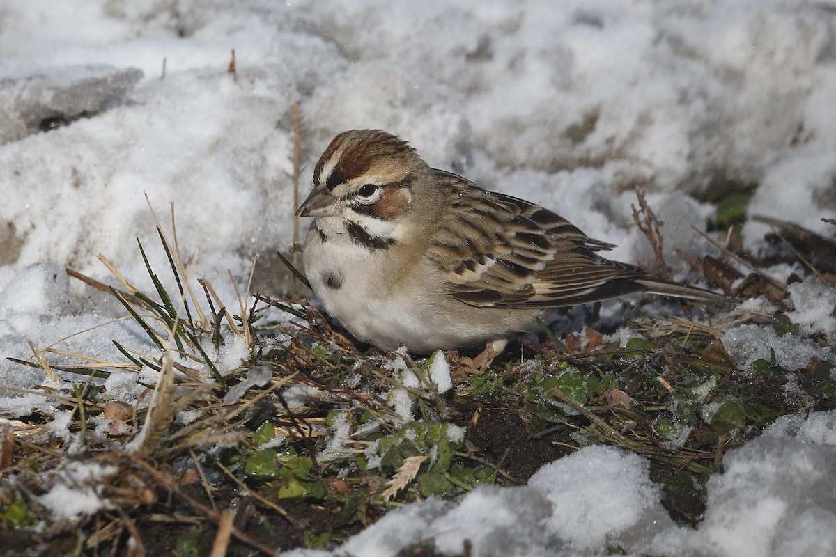 Lark Sparrow - ML646981536