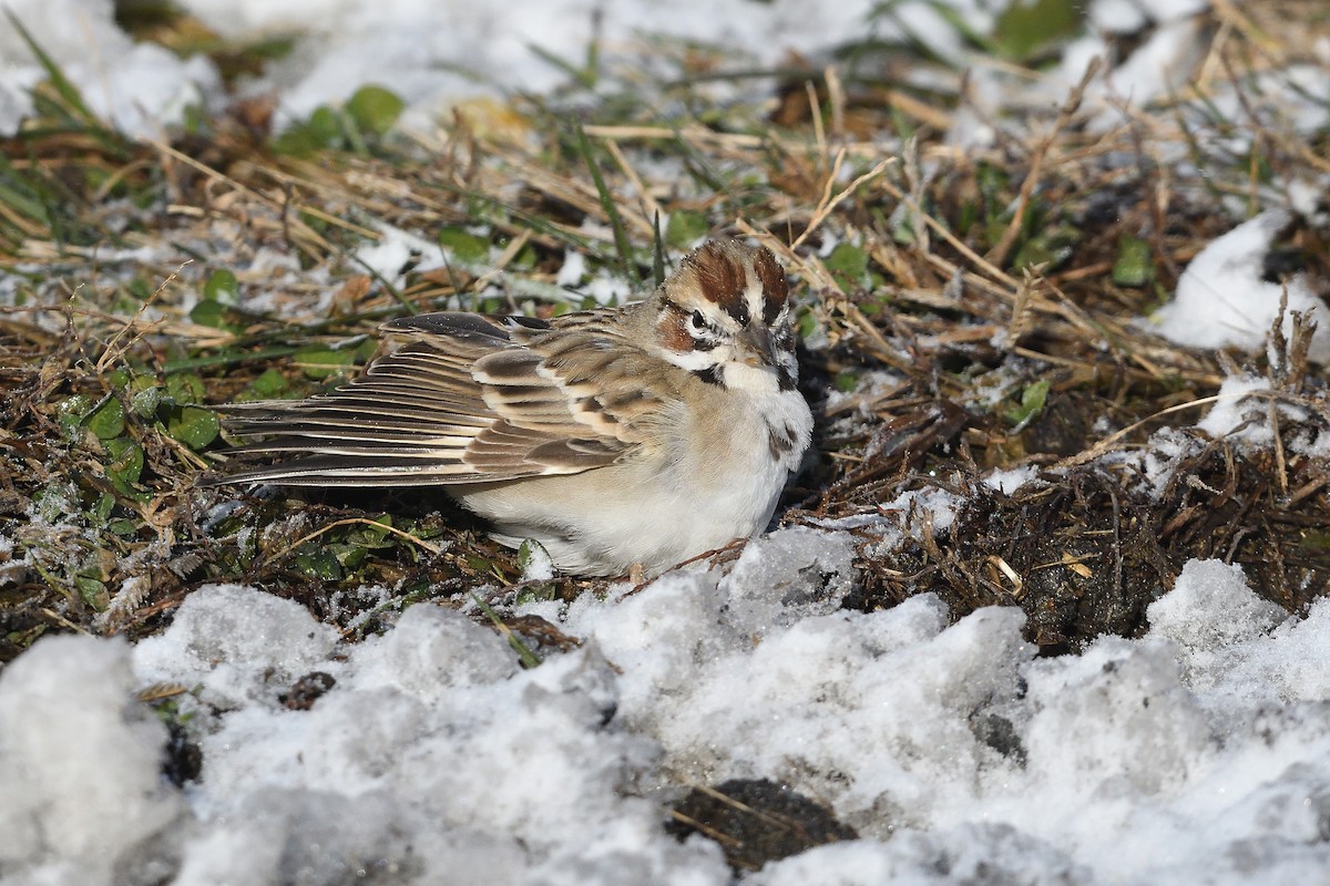 Lark Sparrow - ML646981537