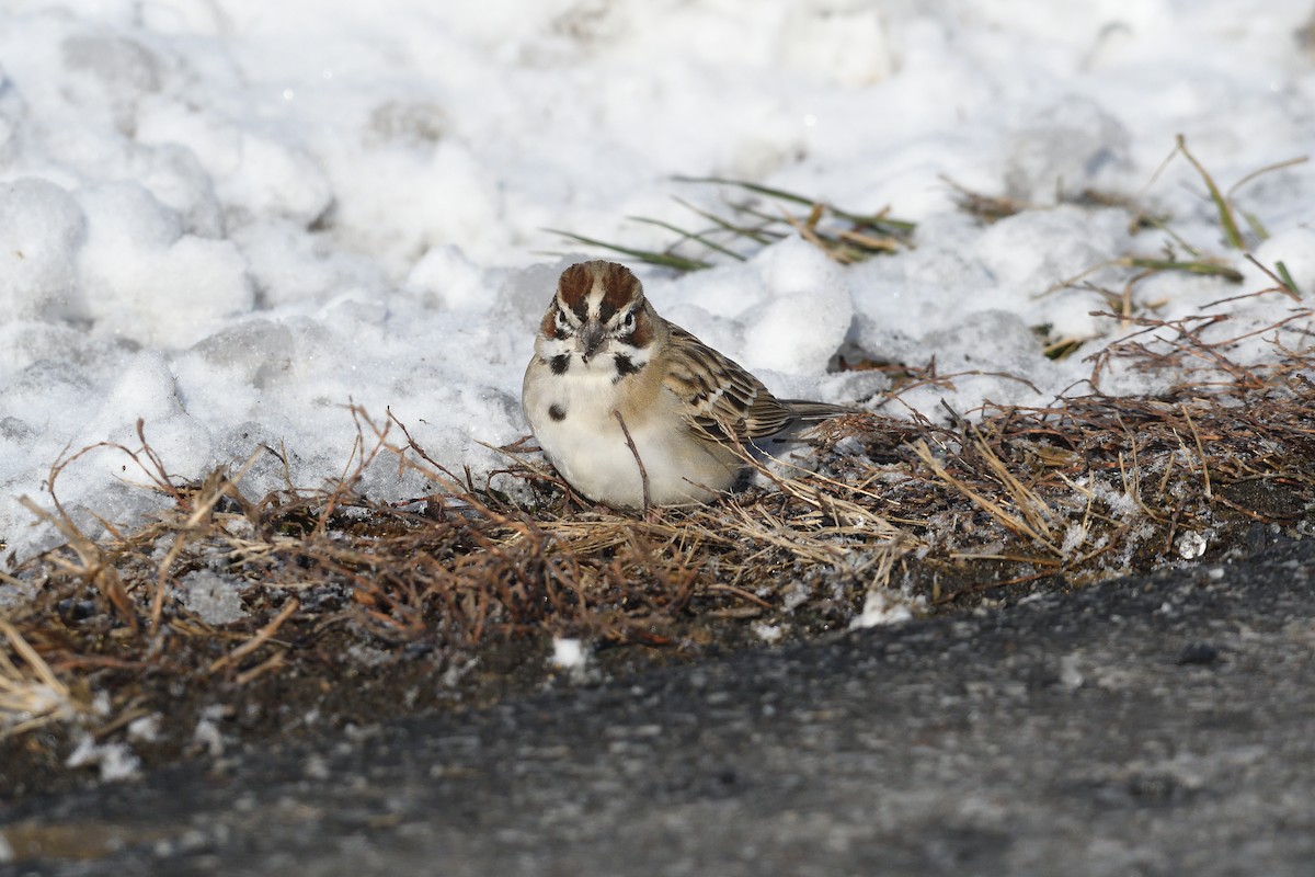 Lark Sparrow - ML646981538