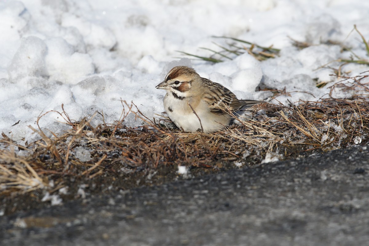 Lark Sparrow - ML646981539