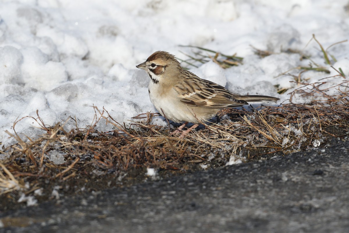 Lark Sparrow - ML646981540