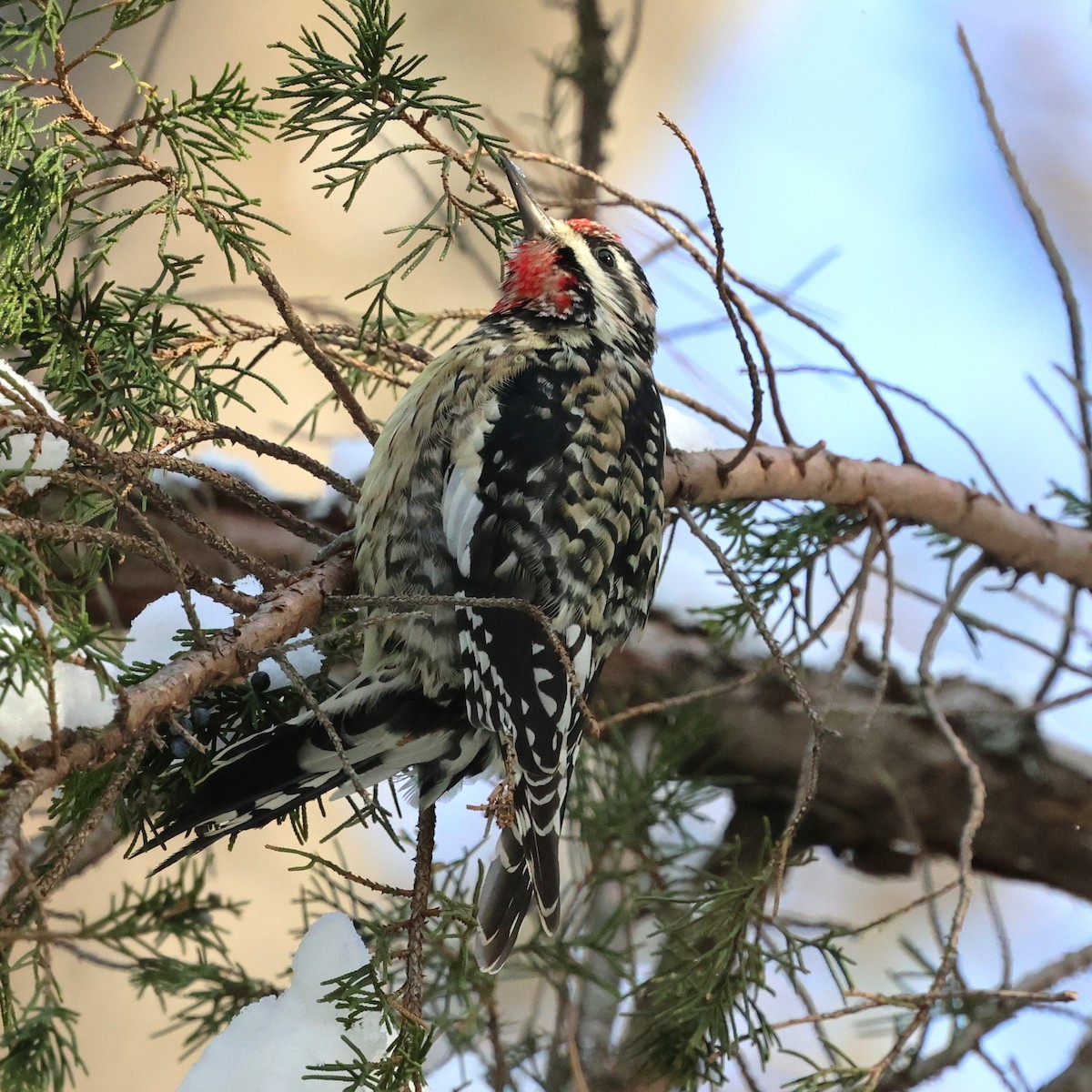 Pic maculé - ML646981541