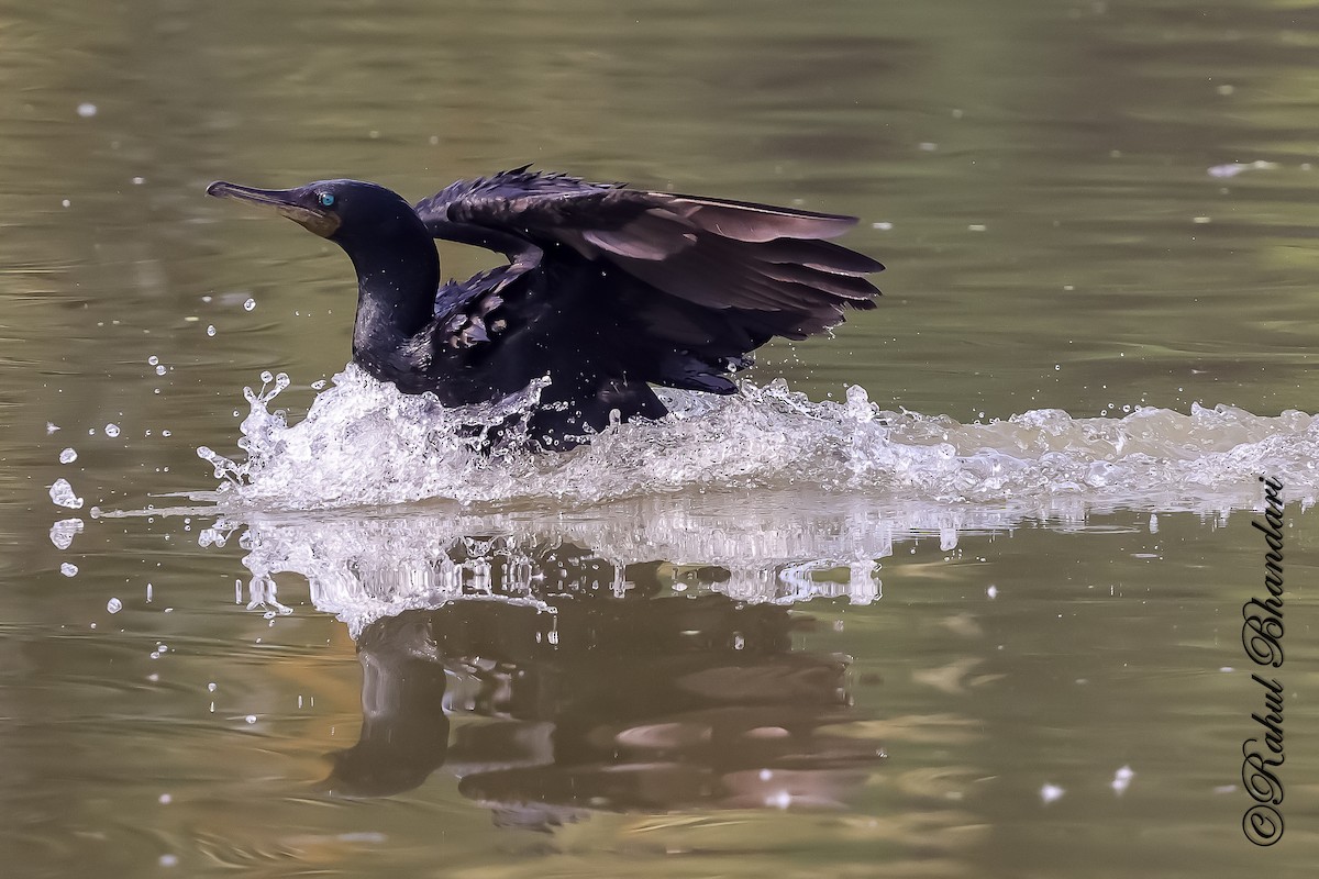 Kleinscharbe - ML646981547