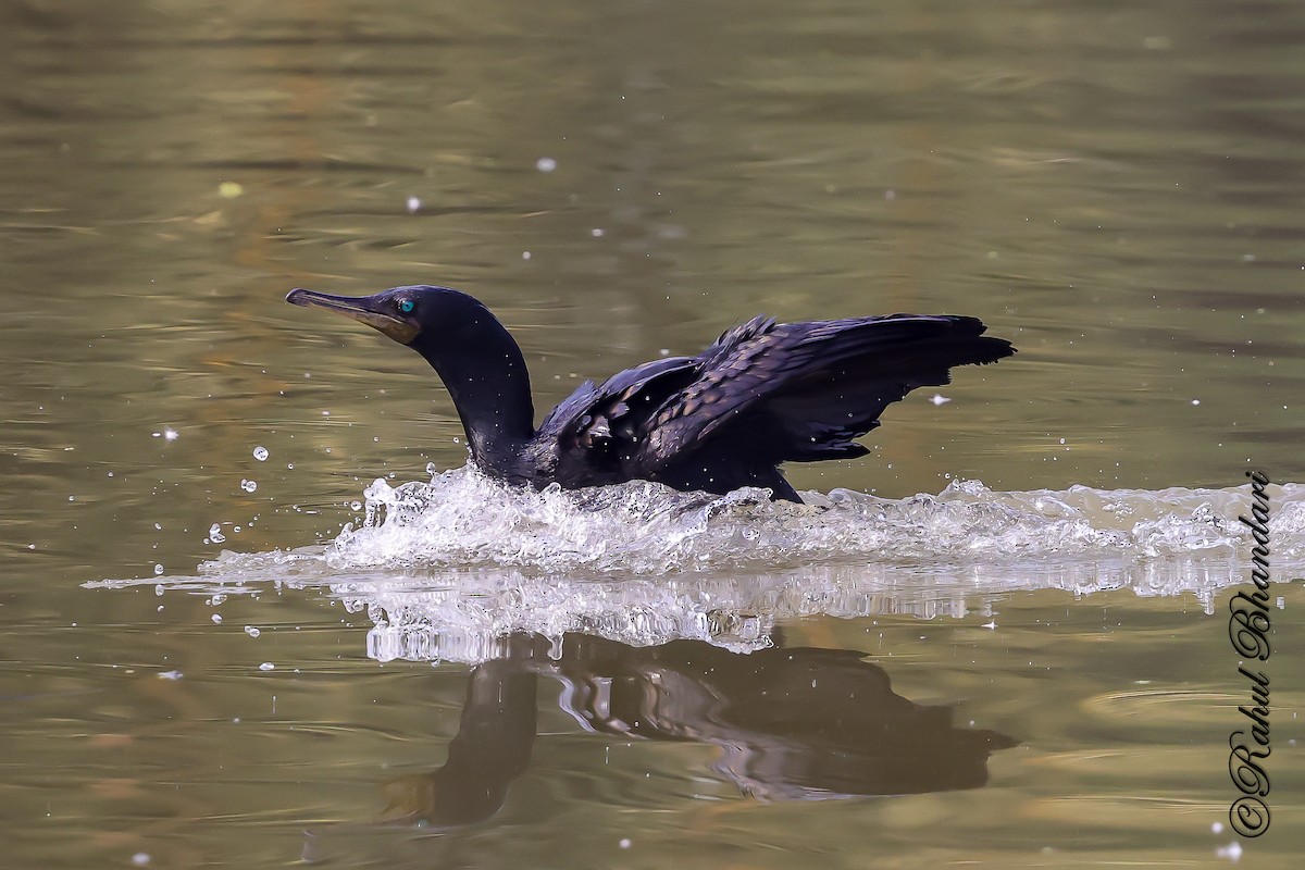 Kleinscharbe - ML646981548