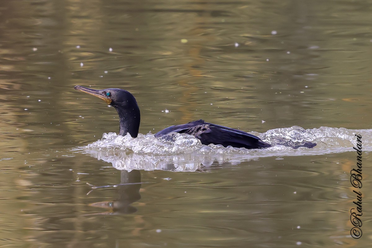 Kleinscharbe - ML646981549