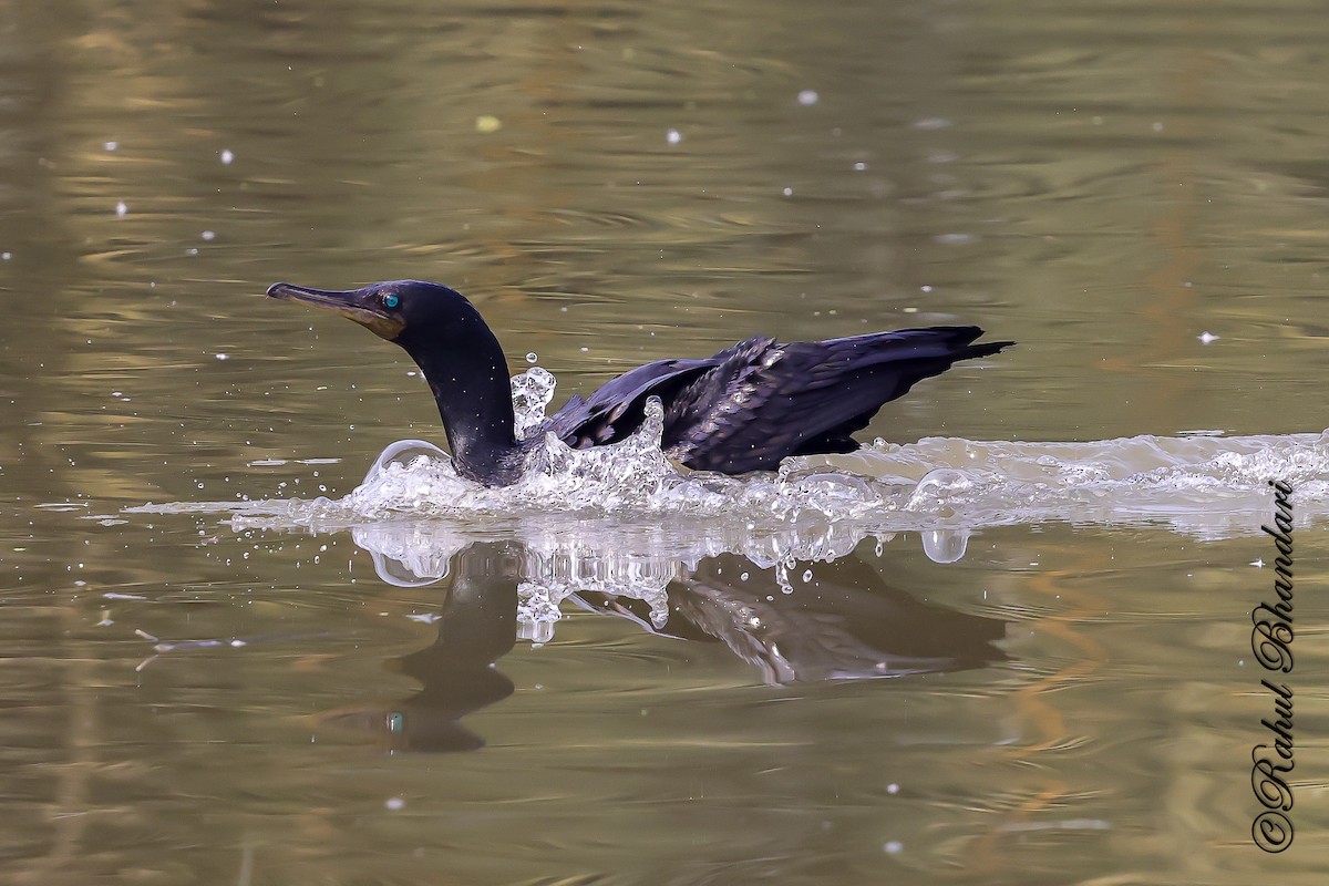 Kleinscharbe - ML646981550