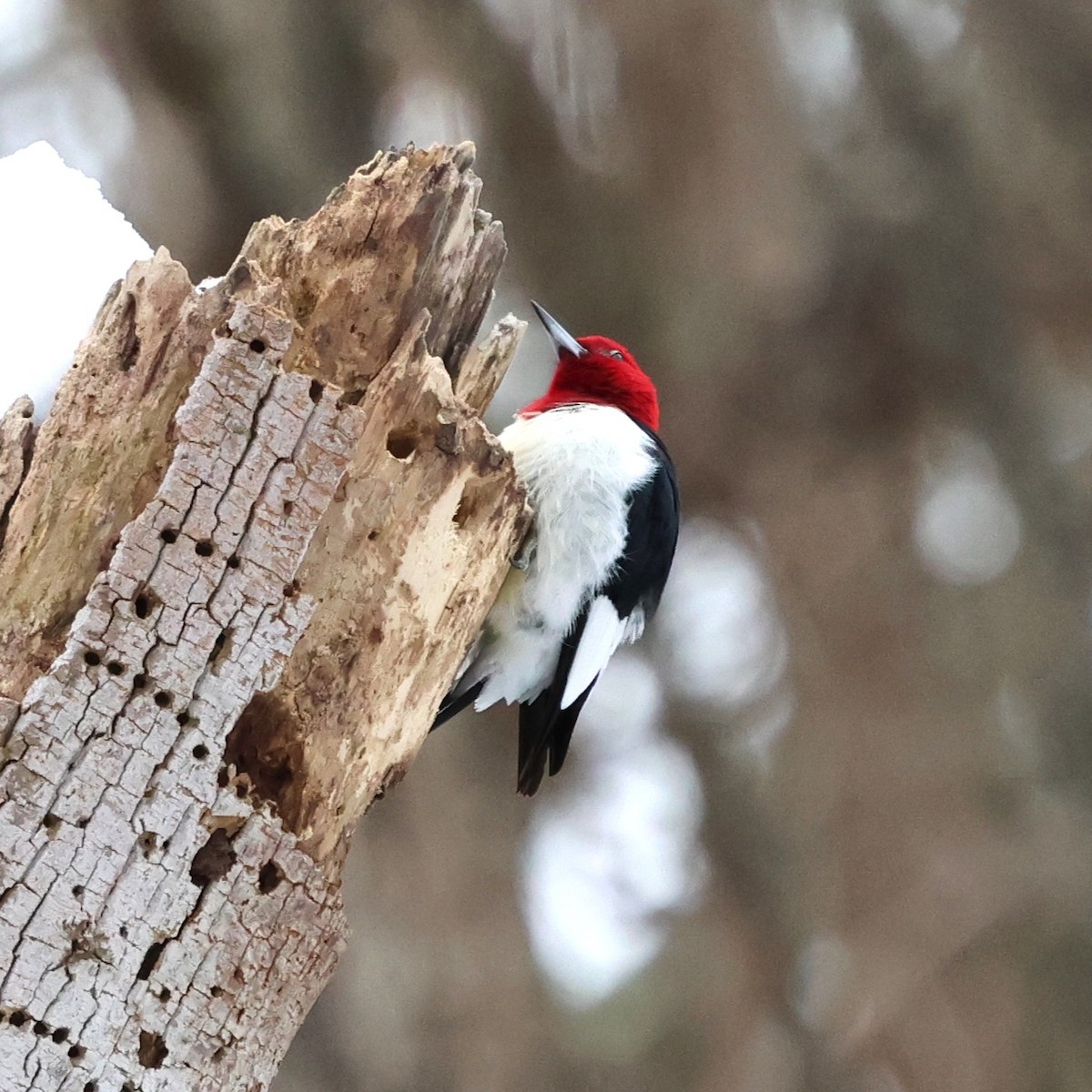 Pic à tête rouge - ML646981551