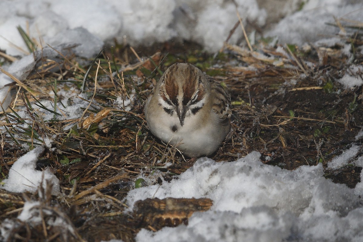 Lark Sparrow - ML646981559