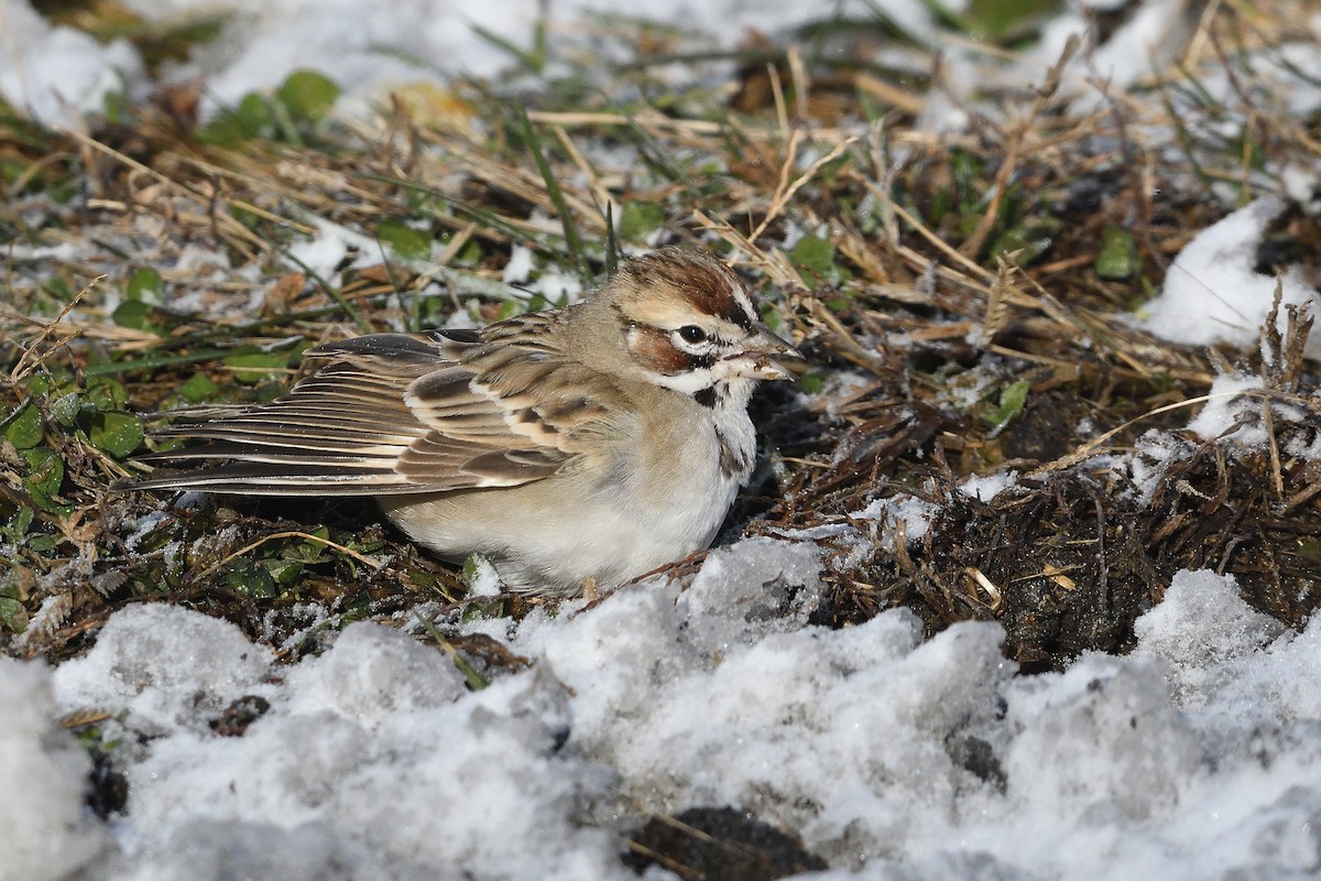 Lark Sparrow - ML646981560