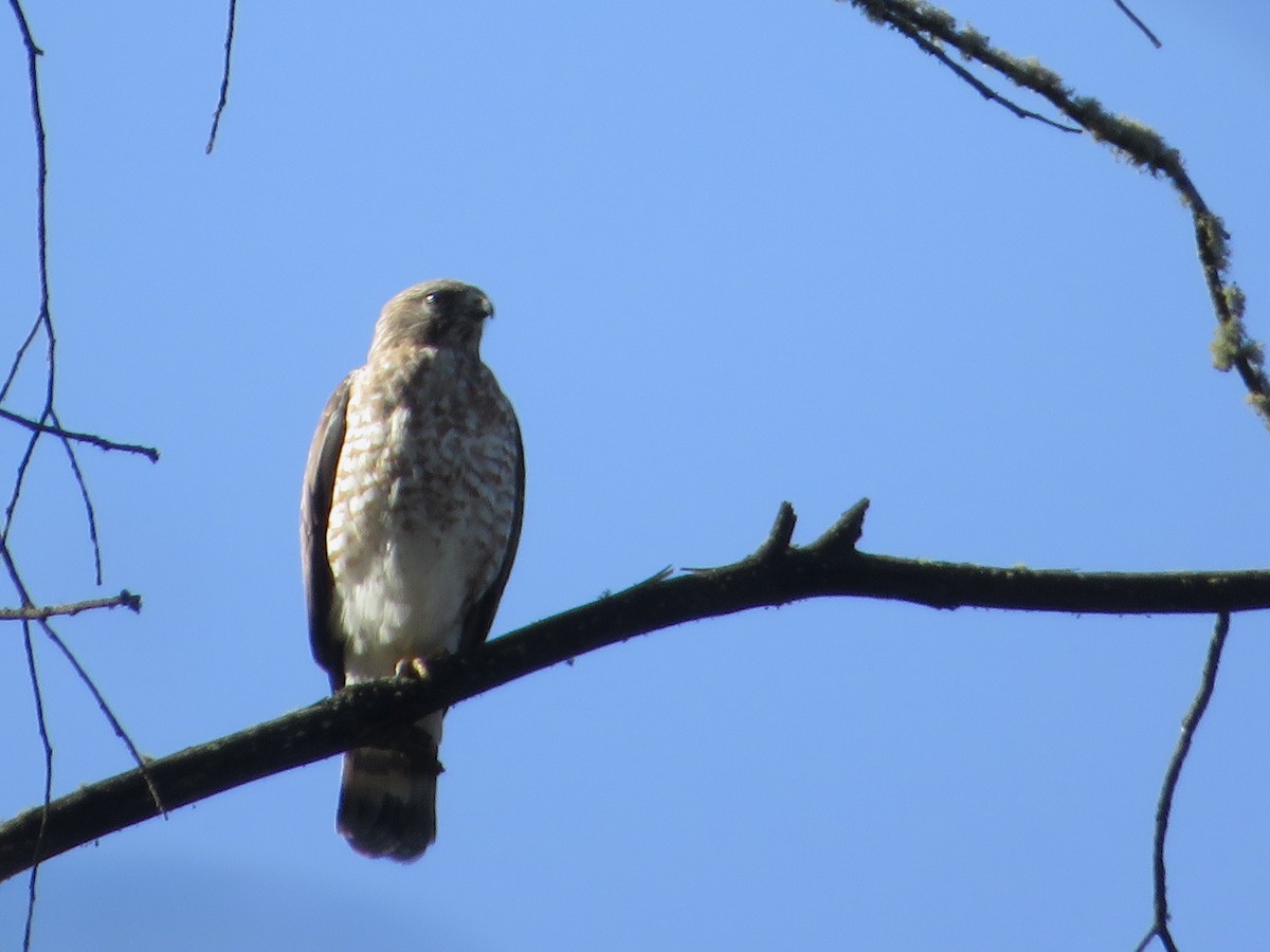 Канюк ширококрилий - ML646981564