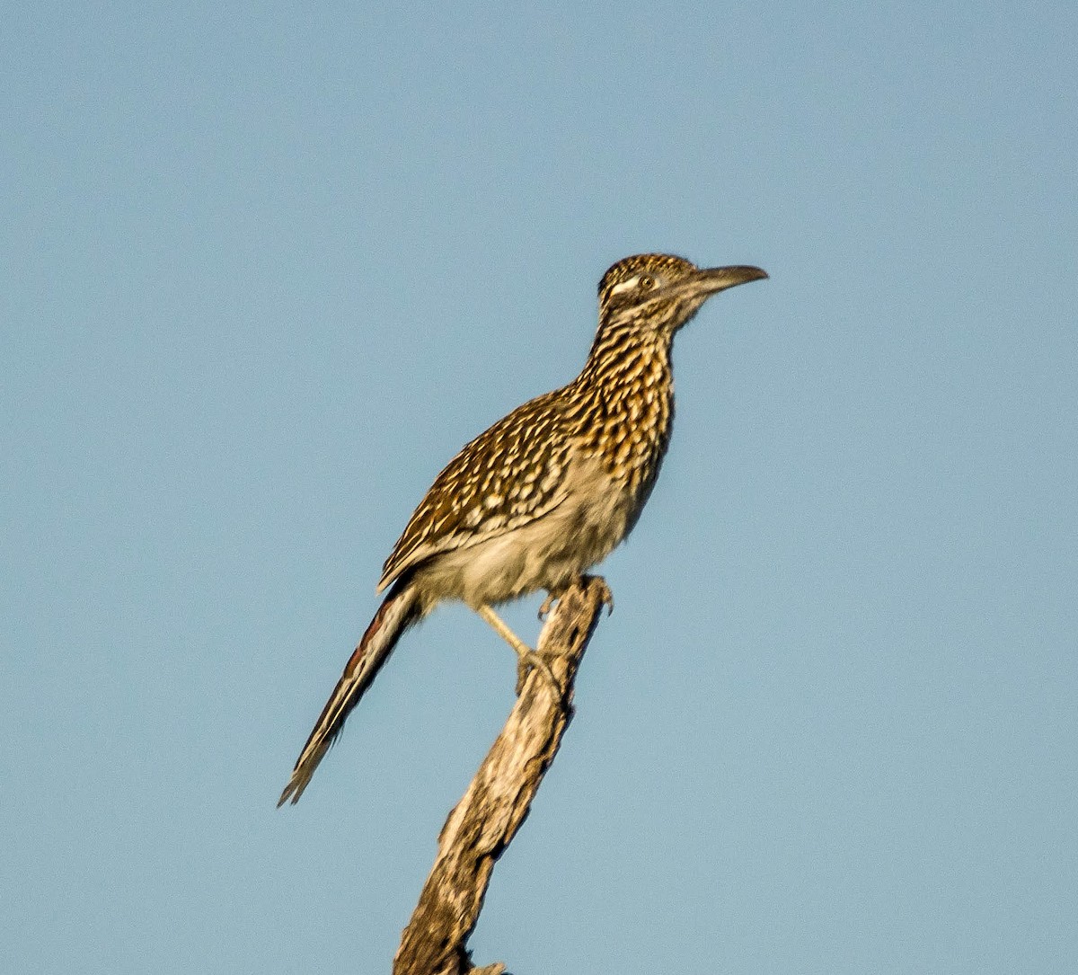 Greater Roadrunner - ML646981565